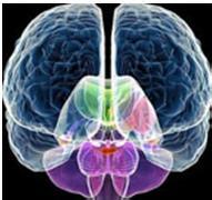 手足徐動性腦癱 手足徐動性腦性癱瘓