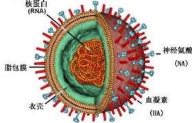 禽流感 H7N9 H7N9禽流感 人禽流感