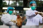 禽流感 H7N9 H7N9禽流感 人禽流感