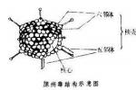 腺病毒感染