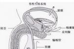 小兒腎結核 小兒腎消耗病