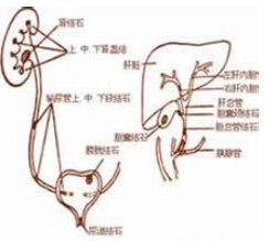 經行尿感 The line of urinary tract infection