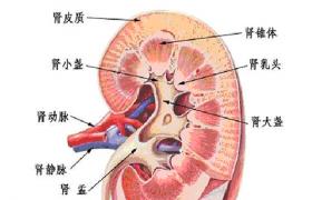 重金屬中毒性腎病