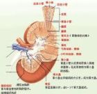 重金屬中毒性腎病