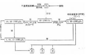 維生素D缺乏病 英吉利病 駝背 軟骨病 骨質軟化 骨軟化癥 骨軟化病 骨軟化 佝僂病