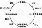 氨基酸代謝病