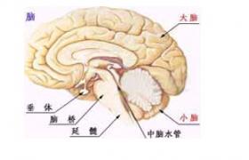 精神發育遲緩 大腦發育不全 精神發育不全 精神發育遲滯 智力殘疾 弱智 智力發育障礙 智能遲緩 智力缺陷 智力落後 精神缺陷