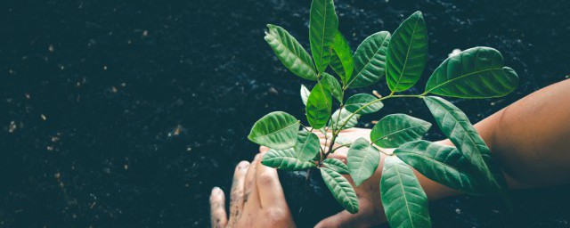 辦公室擺放什麼植物會旺風水 辦公室擺放什麼植物好