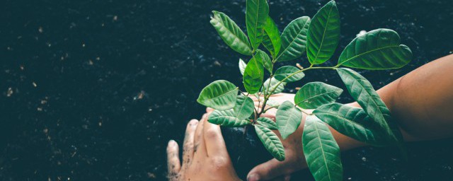 傢裡適合擺放什麼植物 傢裡放什麼植物好