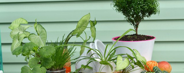 傢裡客廳擺什麼植物比較好 傢裡客廳擺植物有什麼