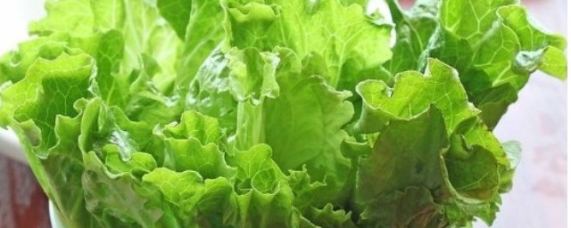 生菜根部切下來可以種嗎 生菜根部切下來可不可以種嗎