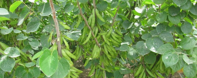 紫荊豆莢可以吃嗎 紫荊豆莢能不能吃