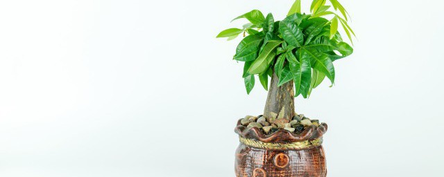 領導辦公桌放什麼綠植比較好 領導辦公桌放哪些綠植比較好