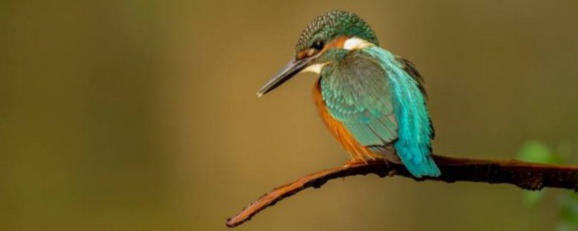 翠鳥長什麼樣子 翠鳥簡單介紹