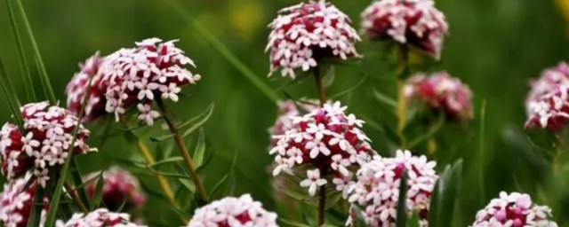 狼毒花可以傢養嗎 狼毒花能傢養嗎