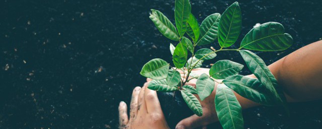 床頭放什麼綠植最好 適合放在床頭的植物介紹