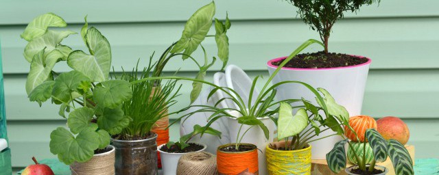 客廳放什麼植物招財風水好 客廳放什麼植物招財