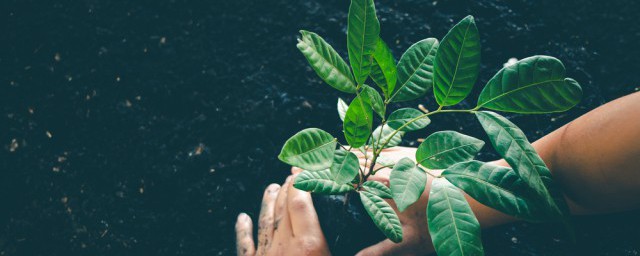 室內明財位放什麼植物好 室內明財位放的植物有什麼