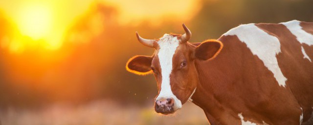 動物是怎樣繁殖的 動物是怎樣繁殖後代的