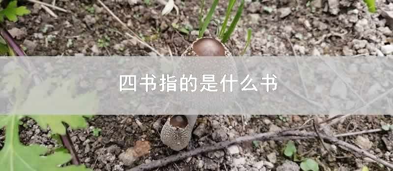 四书指的是什么书