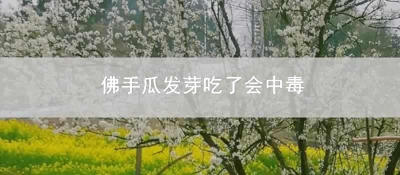 佛手瓜发芽吃了会中毒