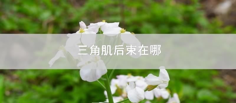 三角肌后束在哪