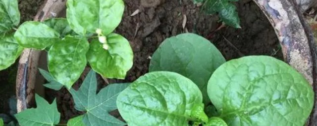 無花果不發芽怎麼辦 無花果不發芽的解決方法