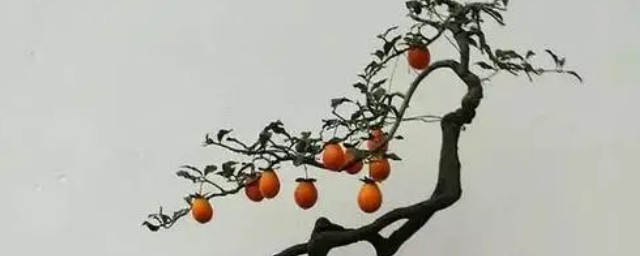金彈子開花不結果怎麼辦 金彈子開花不結果的解決方法