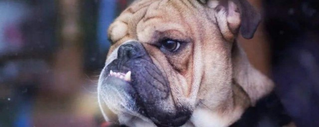 法國鬥牛犬吃什麼比較好 法國鬥牛犬吃什麼食物