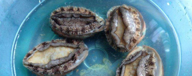 鮑魚對人體有什麼功效 鮑魚對人體的功效介紹