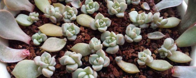 白牡丹肉肉植物怎麼養 白牡丹肉肉植物如何養