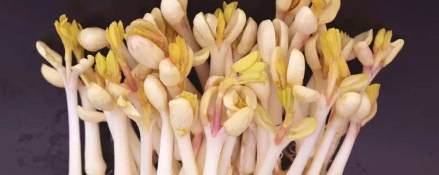 怎樣生發花生芽 花生芽怎麼發