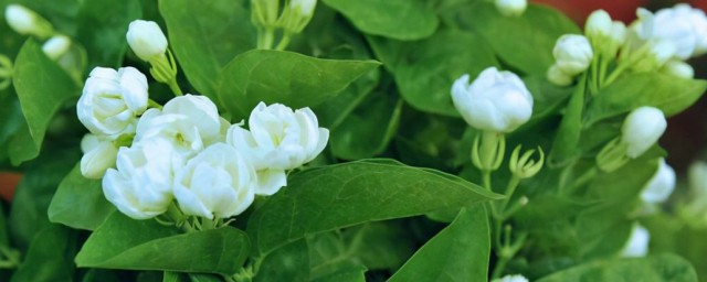 夏季怎樣養茉莉花 夏季怎樣養茉莉花