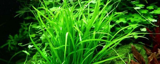 皇冠草怎麼在魚缸固定 怎麼在魚缸固定皇冠草