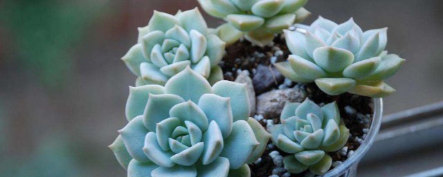 多肉植物白牡丹掉葉子怎麼辦 多肉植物白牡丹掉葉子咋辦