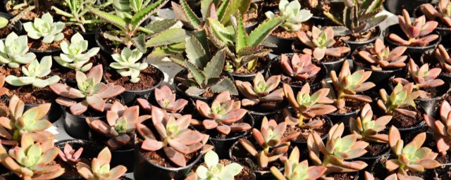 多肉剪枝怎麼扦插 多肉植物枝插方法分享