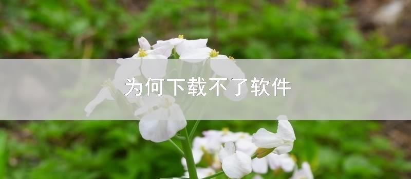 为何下载不了软件