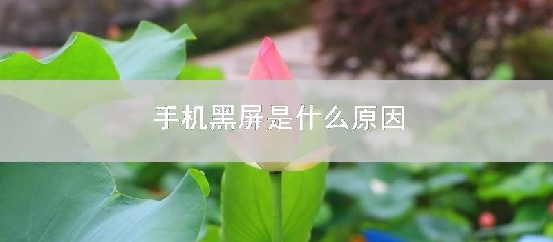手机黑屏是什么原因