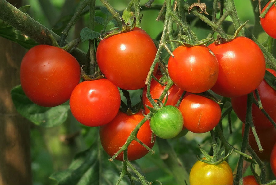 吃番茄能否改善男性前列腺
