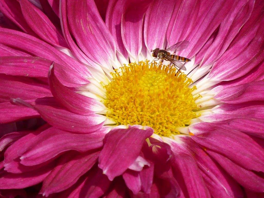 花粉可以豐胸嗎