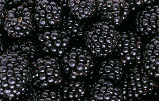 女人吃黑莓有哪些好處