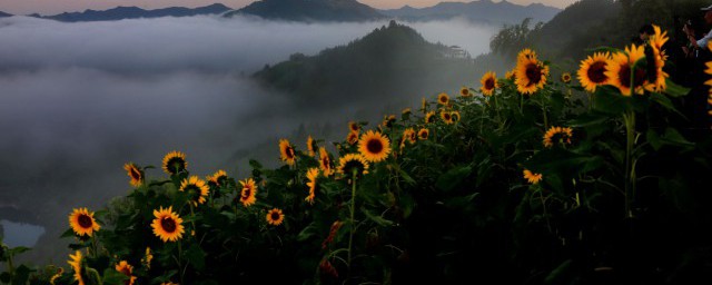 向日葵種子催芽方法 向日葵種子如何催芽