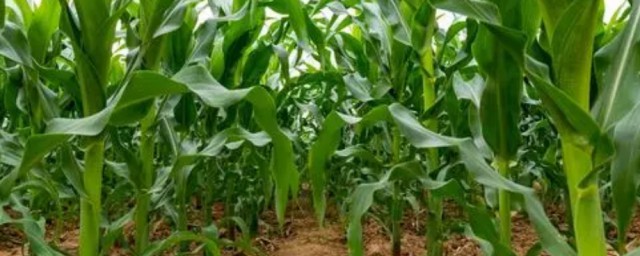 玉米怎麼種才能高產 如何種植玉米能高產