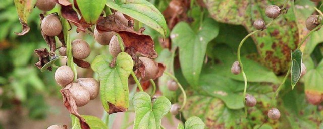 山藥豆發芽瞭要怎麼種植 如何種植發芽的閃耀逗