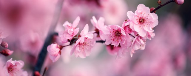 梅花簡介與象征意義 梅花簡介與象征意義介紹