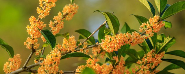 桂花葉子發蔫怎麼辦 桂花葉子發蔫的原因及解決方法