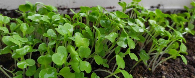 小白菜種子怎麼種 小白菜種子怎麼種植方法