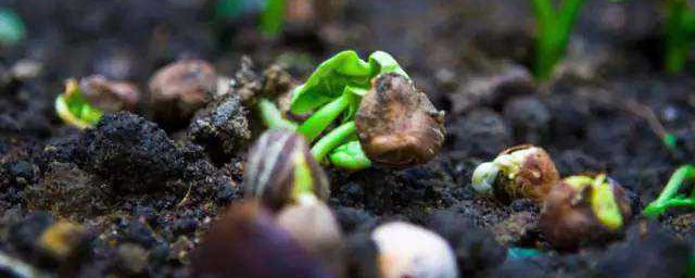 梅子核怎麼種才能發芽 梅子核如何種植能發芽