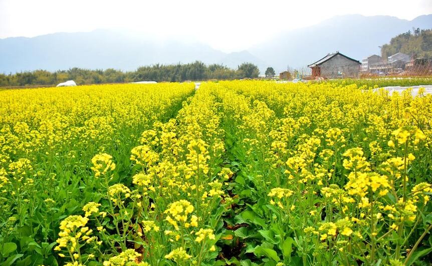 油菜苗怎麼疏松土壤