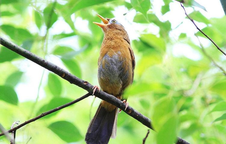 畫眉鳥怎樣馴養